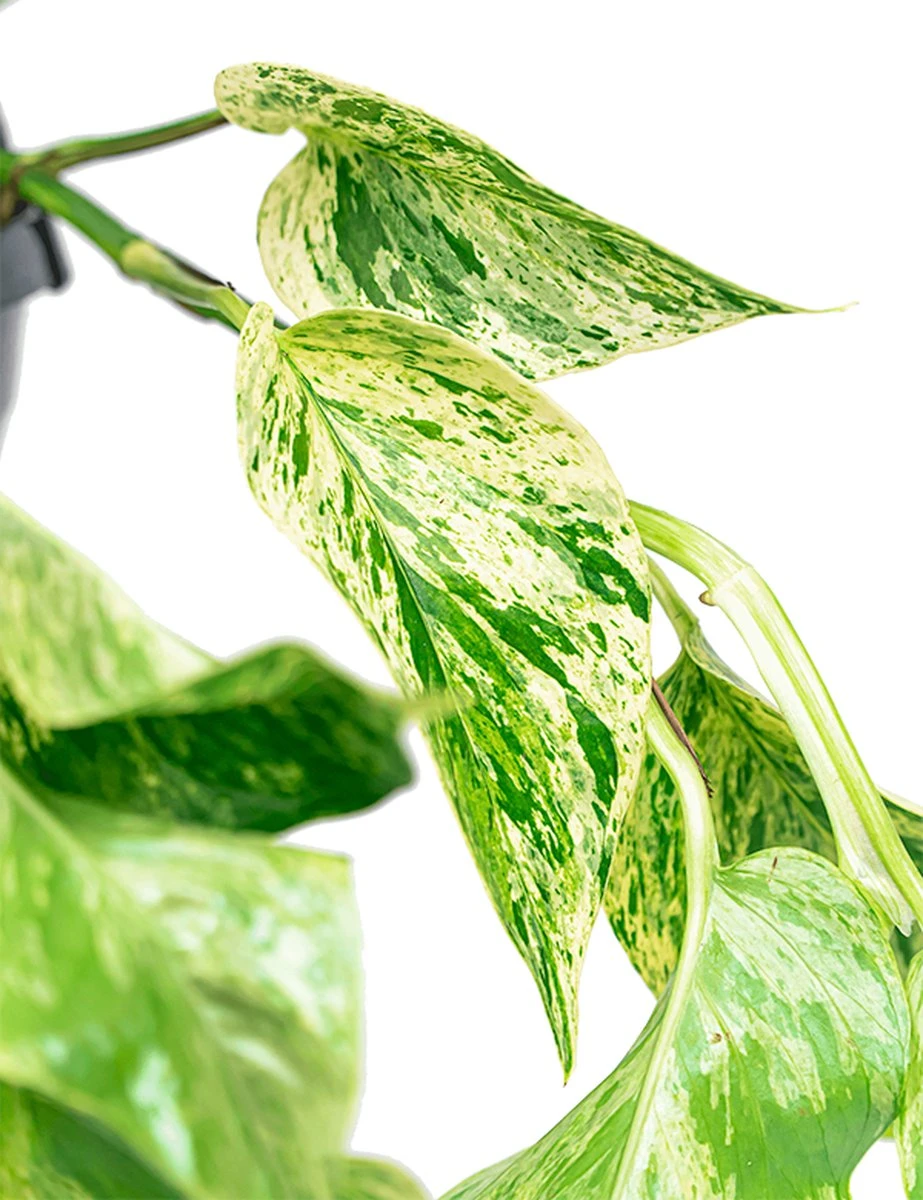 Scindapsus 'Marble Queen' | Drakenklimop - Afbeelding 2