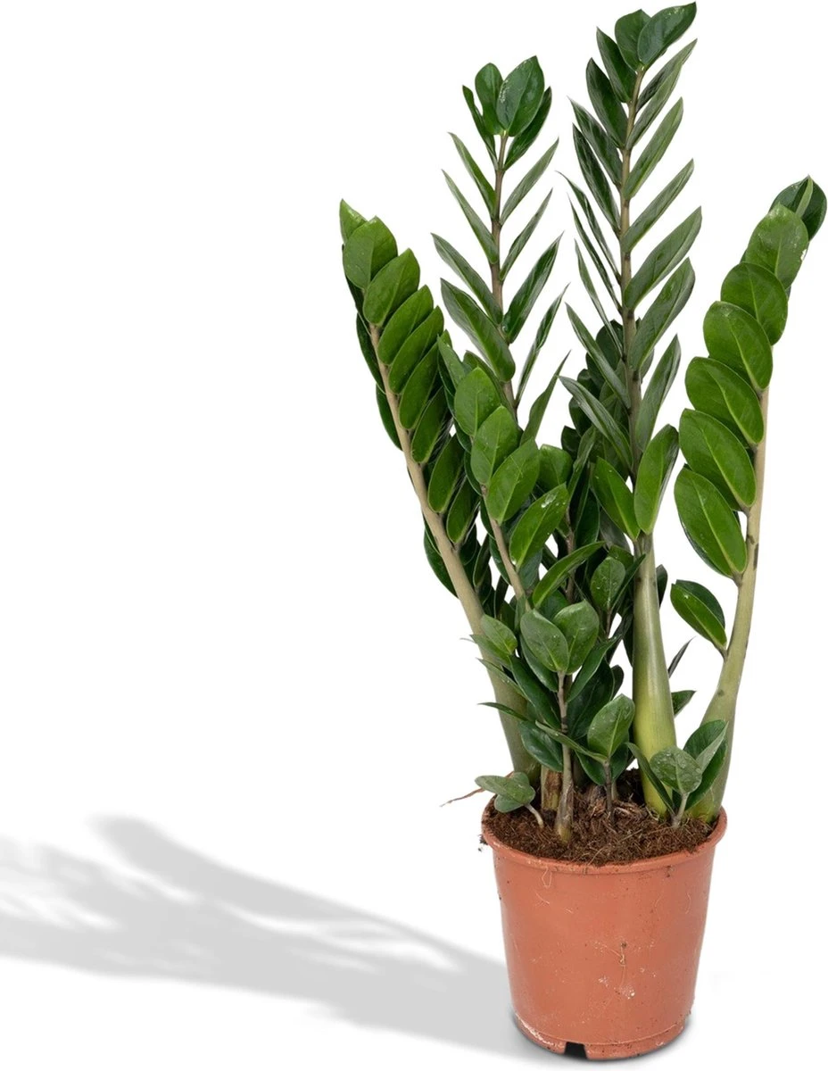 Zamioculcas Zamiifolia - Emerald Palm - 50cm - Afbeelding 6