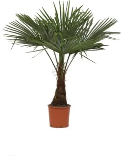Winterharde Plamboom - Trachycarpus Fortunei 130cm
