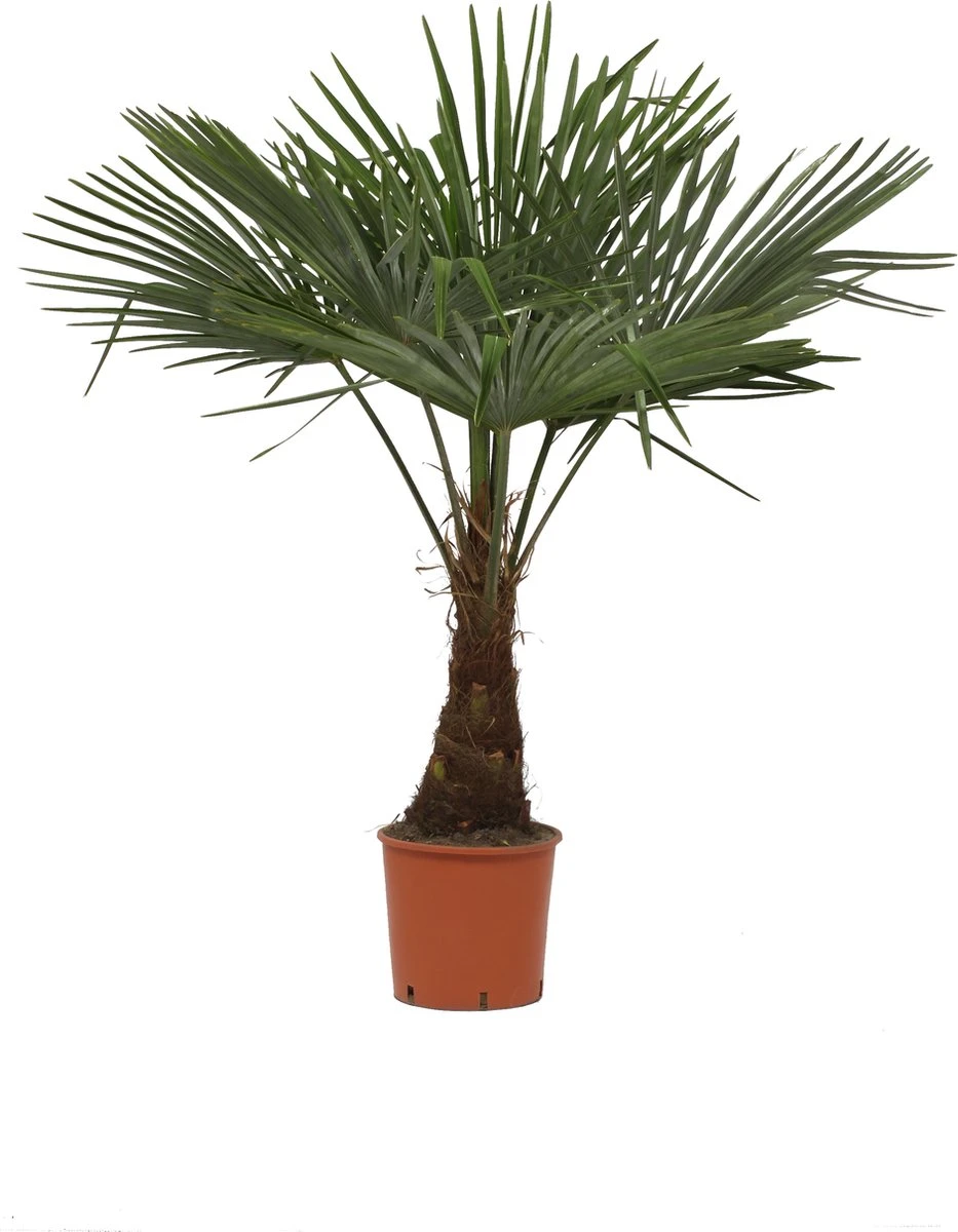 Winterharde Plamboom - Trachycarpus Fortunei 130cm