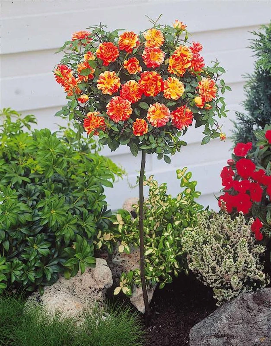 OH2 - Mini Patio Stamrozen - Kleurrijke Grootbloemige Rozen - 55-70 Cm - Meer Kleurig - Afbeelding 4