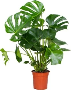 Monstera Deliciosa - Gatenplant - Kamerplant - Luchtzuiverend - ⌀21 Cm - 70-80 Cm