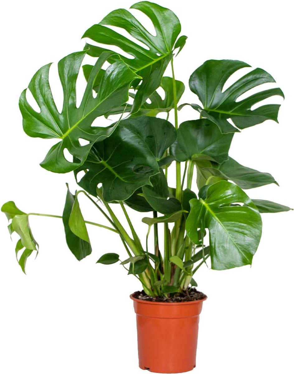 Monstera Deliciosa - Gatenplant - Kamerplant - Luchtzuiverend - ⌀21 Cm - 70-80 Cm