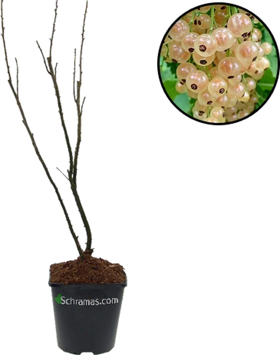 Voedselbos Pakket - 20 Fruitplanten - Op 25m2 Wildplukken! - Permacultuur - Moestuin - Voordeelpakket - Afbeelding 9