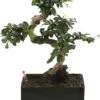 WL Plants - Bonsai Carmona - Bonsai Boompje - Kamerplanten - Unieke Kamerplant - ± 35cm Hoog - 22cm Diameter - In Keramieke Zwarte Pot
