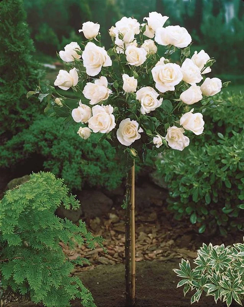 OH2 - Mini Patio Stamrozen - Kleurrijke Grootbloemige Rozen - 55-70 Cm - Meer Kleurig - Afbeelding 3