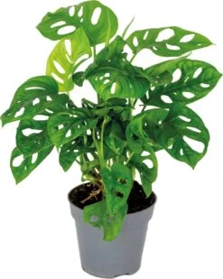Monstera Adansonii 'Monkey Leaf' - Gatenplant - Kamerplant - Luchtzuiverend - ⌀12 Cm - 20-25 Cm
