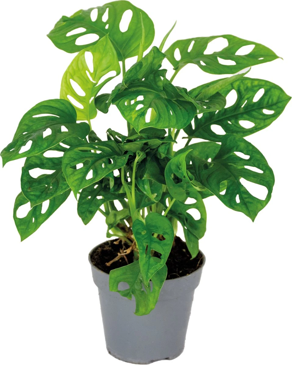 Monstera Adansonii 'Monkey Leaf' - Gatenplant - Kamerplant - Luchtzuiverend - ⌀12 Cm - 20-25 Cm