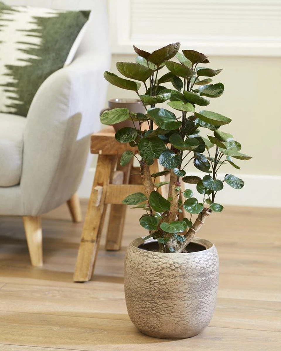 Polyscias 'Fabian Per Stuk | Sterke Tropische Kamerplant In Kwekers Pot ⌀12 Cm - ↕40 Cm - Afbeelding 7