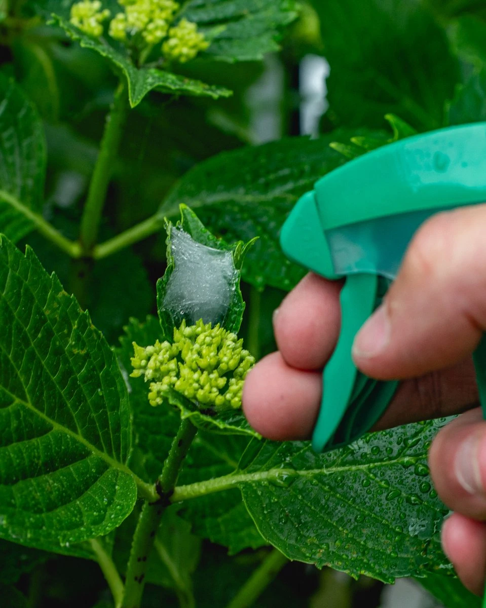 ECOstyle Promanal-R Spray Gebruiksklaar - Insecten Bestrijdingsmiddel Voor Spint, Wolluis En Dopluis - Binnens- En Buitenshuis- 100% Plantaardig - 500 ML - Afbeelding 4