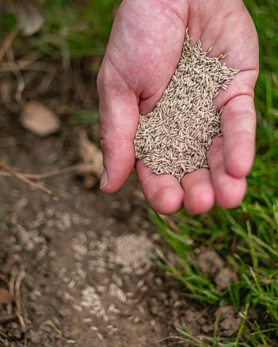 ECOstyle Graszaad Herstel Snelkiemend Gazon Gras – Herstelt Kale Plekken – Vogelwerende Coating – Geschikt Voor Zon- En Schaduw Gazons - Snelle Kieming – 80 - 120M² – 2 KG - Afbeelding 3