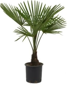 Winterharde Palmboom - Trachycarpus Fortunei 100cm