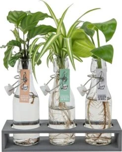 LOFE-Green Jewel-triple-Hydroponie, 3 Plantjes Samen Op Water