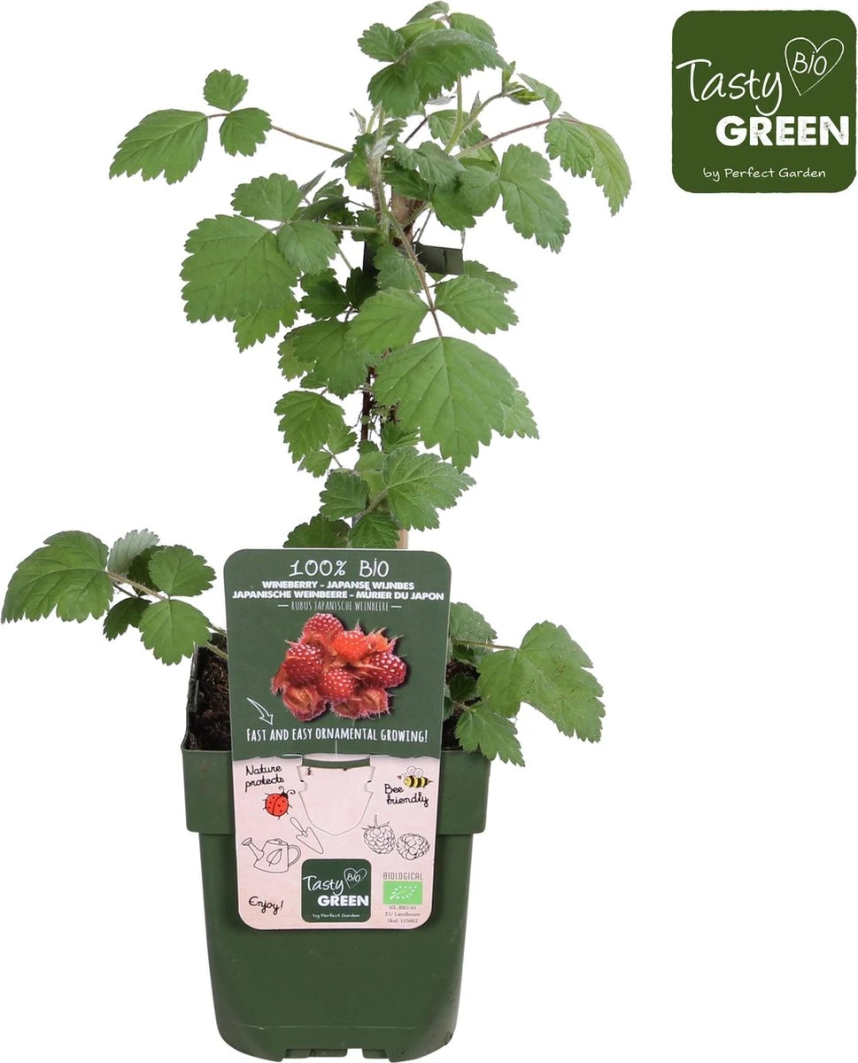 Merkloos Rubus Phoenicolasius - Japanse Wijnbes - BIO Fruitplant