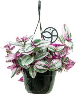 Tradescantia Albiflora Nanouk | Vaderplant