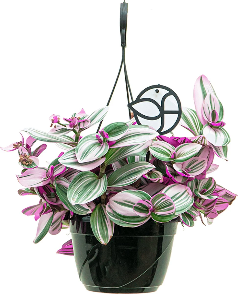 Tradescantia Albiflora Nanouk | Vaderplant