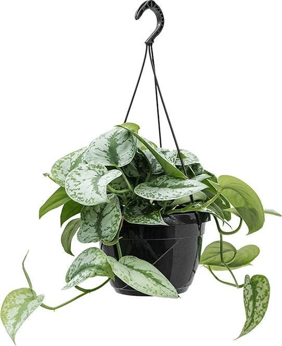 Fleurdirect - Scindapsus - 45 Cm - Ø 15 - 1 Stuks - Afbeelding 6