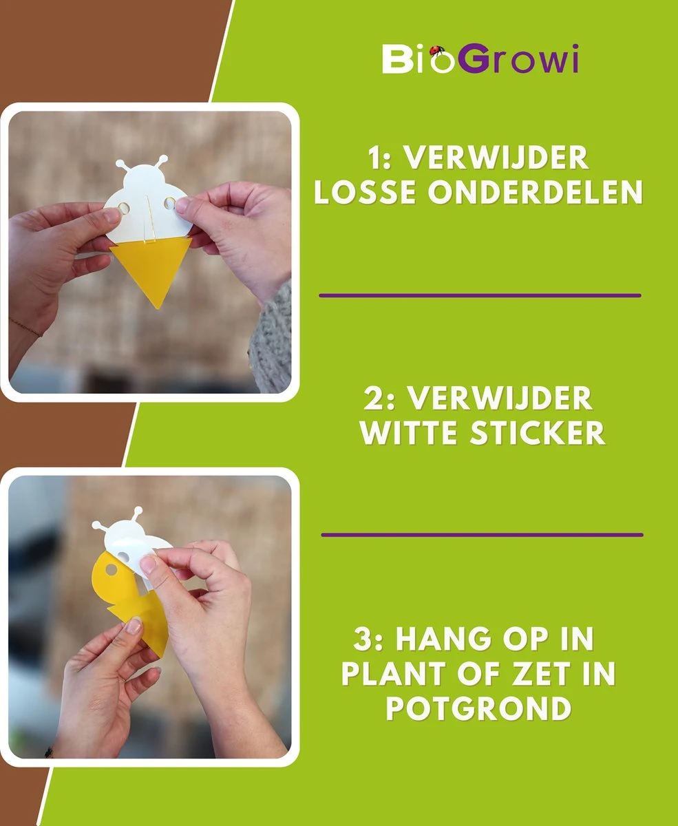 Biofixer - 10 Vangkaartjes - Rouwvliegjes Bestrijden - Varenrouwmug Bestrijden - Vangplaatjes Tegen Rouwvliegjes - Plakstrips - Vangplaten - Afbeelding 4