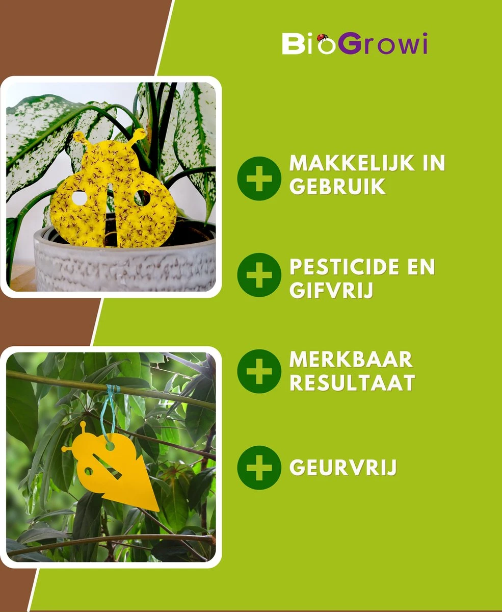 Biofixer - 10 Vangkaartjes - Rouwvliegjes Bestrijden - Varenrouwmug Bestrijden - Vangplaatjes Tegen Rouwvliegjes - Plakstrips - Vangplaten - Afbeelding 5