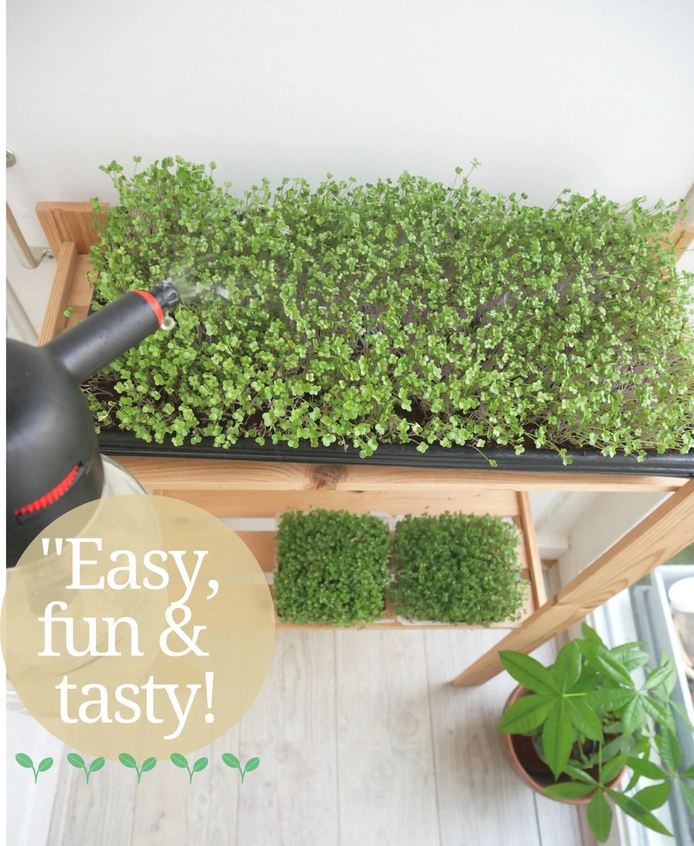 Variatie-set Kiemzaden 5x 100g | Broccoli, Erwten Scheuten, Zonnebloem, Radijs & Mosterd - 500g | Biologische Microgreen, Microgroenten Zaden | Plastic Vrij Verpakt | Moestuin Kweekset Binnen - Afbeelding 2