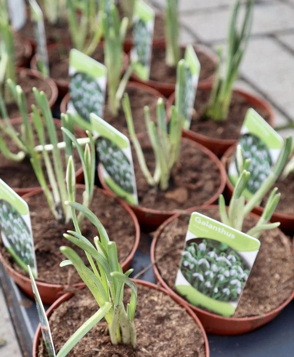 Merkloos Sneeuwklokjes In Pot (Ø9cm) - Voorjaarsbollen - 1 Tray à 9 Stuks - Haal Het Voorjaar In Huis - Bloeien Prachtig 2 à 3 Weken Na Ontvangst - Afbeelding 3