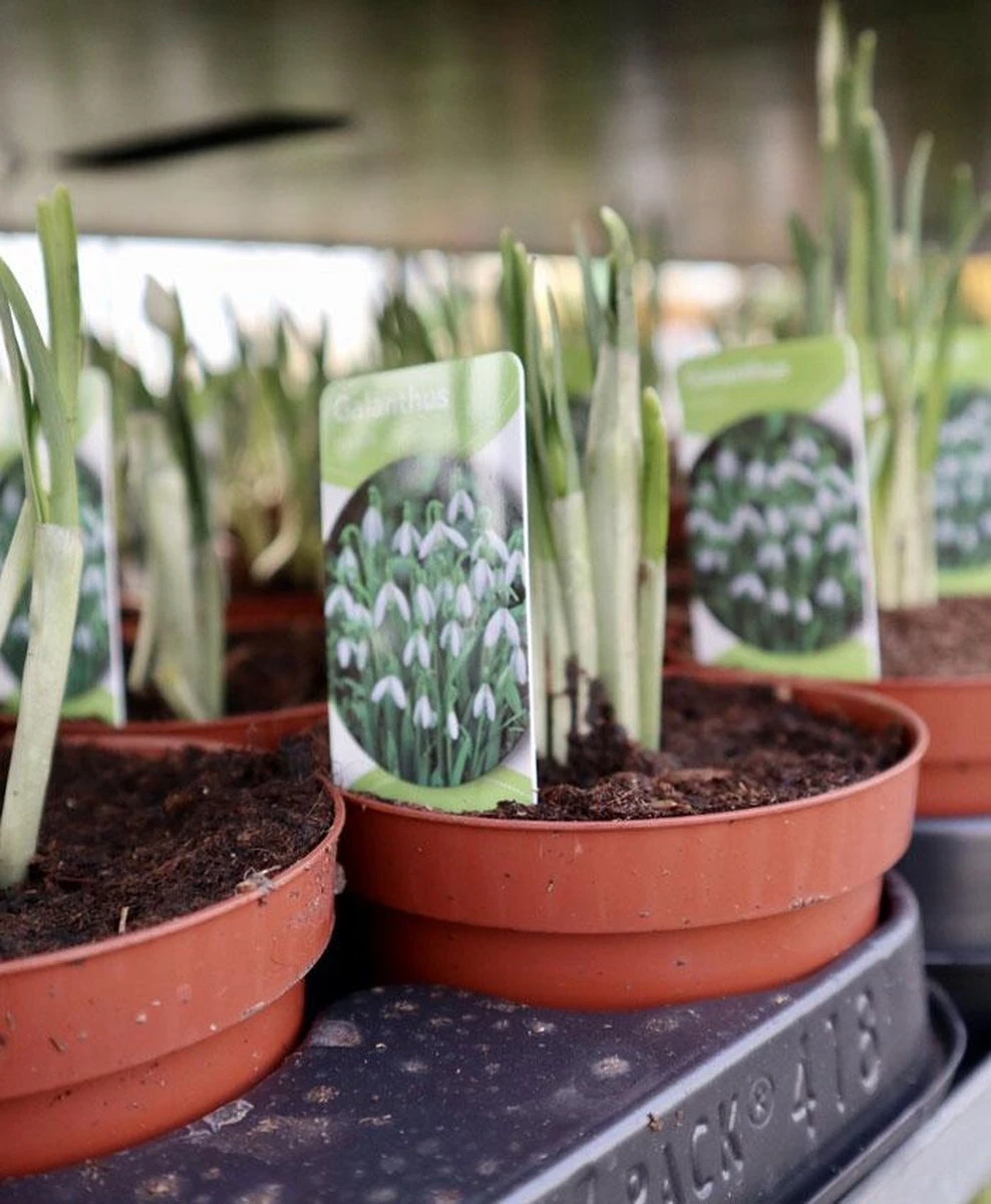 Merkloos Sneeuwklokjes In Pot (Ø9cm) - Voorjaarsbollen - 1 Tray à 9 Stuks - Haal Het Voorjaar In Huis - Bloeien Prachtig 2 à 3 Weken Na Ontvangst - Afbeelding 4