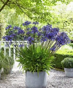 Garden Select - Agapanthus Blauw - 3 Planten - Potplant - Tuinplant - Vaste Plant - Afrikaanse Lelie - Kaapse Lelie - Max. 90 Cm Hoog