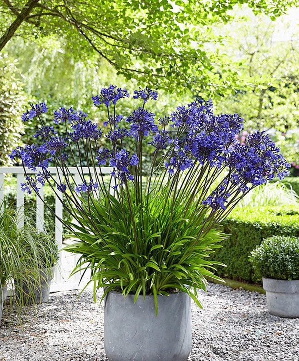 Garden Select - Agapanthus Blauw - 3 Planten - Potplant - Tuinplant - Vaste Plant - Afrikaanse Lelie - Kaapse Lelie - Max. 90 Cm Hoog