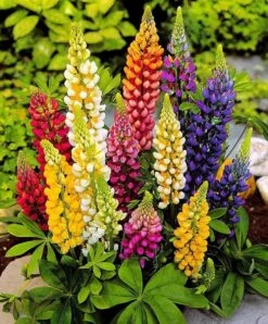 Garden Select - Lupine / Lupinus Mix - 10 Planten - Vaste Plant - Gemengde Kleuren - Winterhard