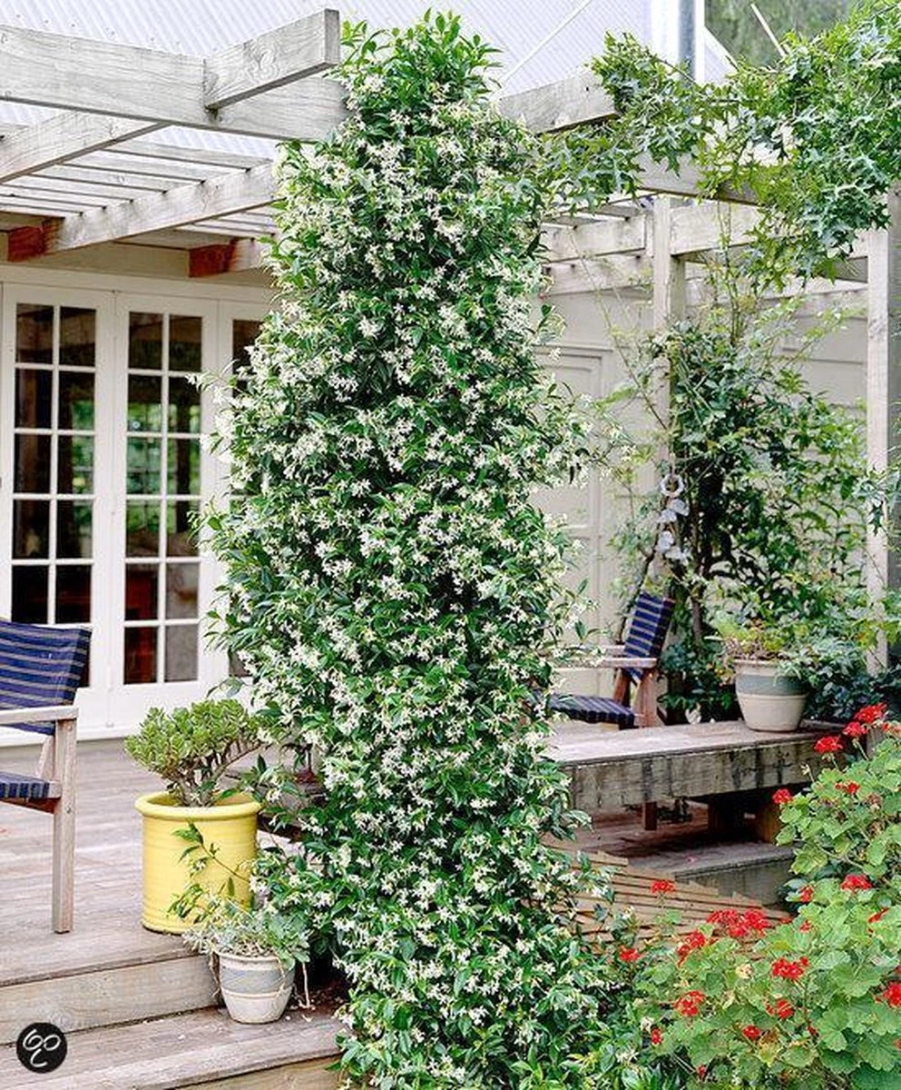 Witte Toscaanse Jasmijn (Sterjasmijn) - Klimplant | Wit - Groenblijvend / Wintergroen En Winterhard - ClematisOnline | 1,5 Liter Pot - Deze Jasmijn Plant Kan Gecombineerd Worden Met Andere Klimplanten Zoals Clematis Of Rozen In Bijv. Een Klimrek - Afbeelding 8