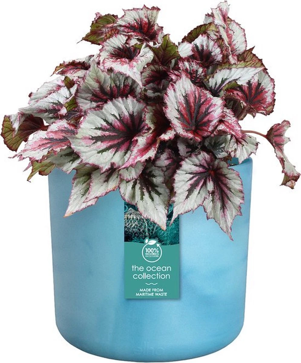 Elho The Ocean Collection Round 22cm - Bloempot Voor Binnen - 100% Gerecycled Materiaal - Gemaakt Met Zeeafval - Ø 22.3 X H 20.4 Cm - Atlantisch Blauw - Afbeelding 9