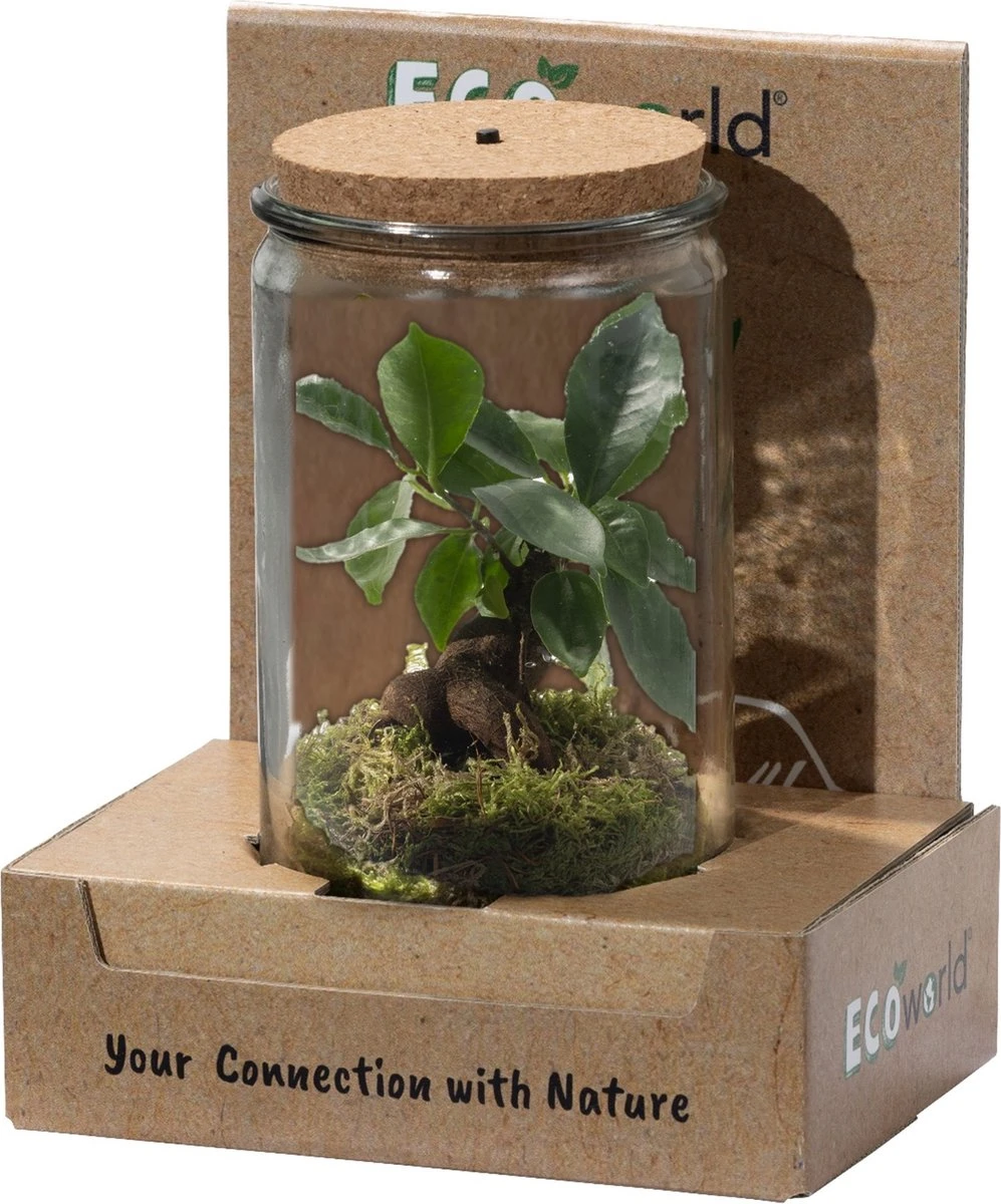 Ecosysteem Plant Met Lamp -Ecoworld Weck Glas Met Lamp + 1 Mini Bonsai Ficus Ginseng - Ø10,5 Cm - Hoogte 21 Cm - Afbeelding 7