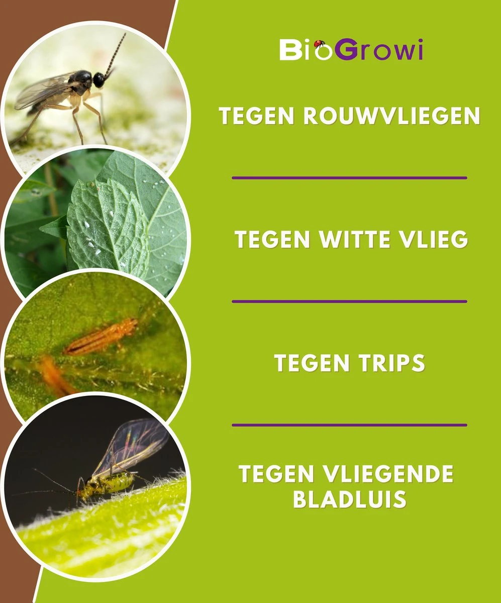 Biofixer - 10 Vangkaartjes - Rouwvliegjes Bestrijden - Varenrouwmug Bestrijden - Vangplaatjes Tegen Rouwvliegjes - Plakstrips - Vangplaten - Afbeelding 3