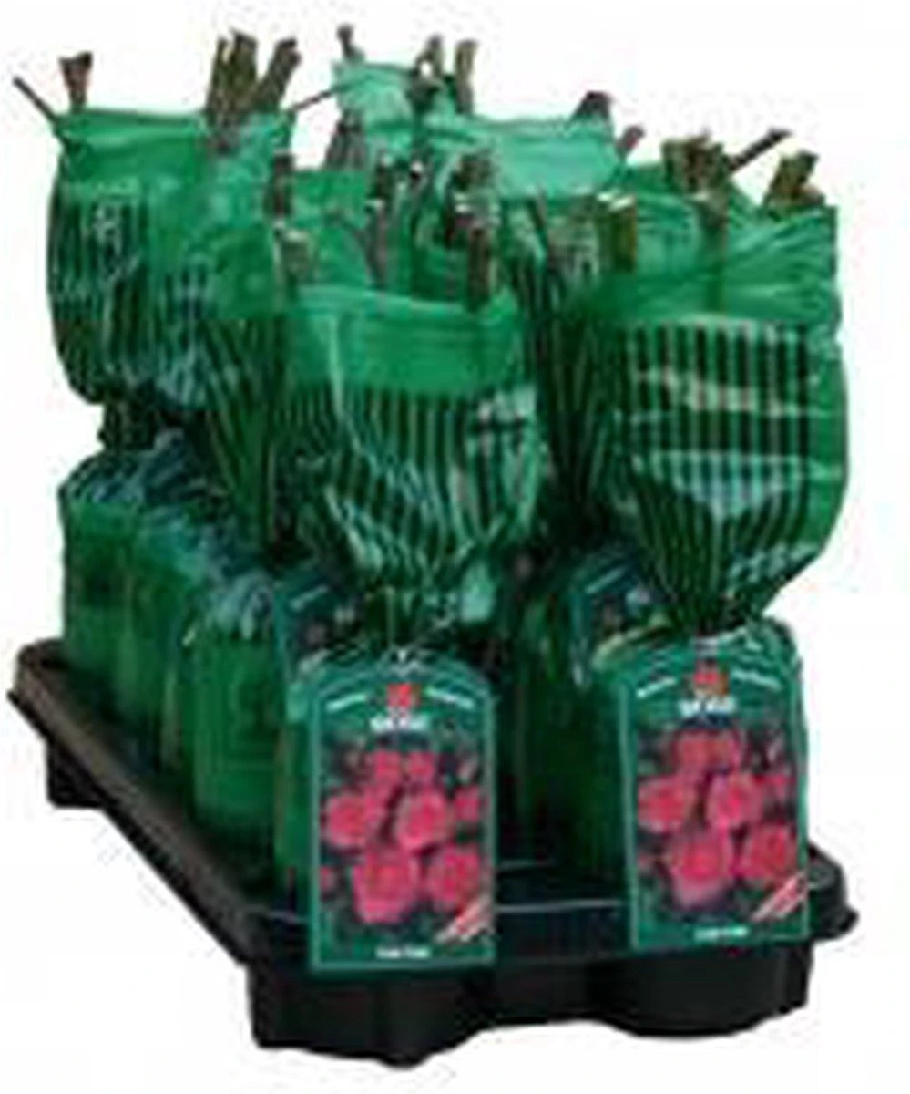 New Dawn (Klimroos) - Klimplant | Roze Doorbloeiende Klimroos - Meerjarig En Winterhard | Roos - Afbeelding 2