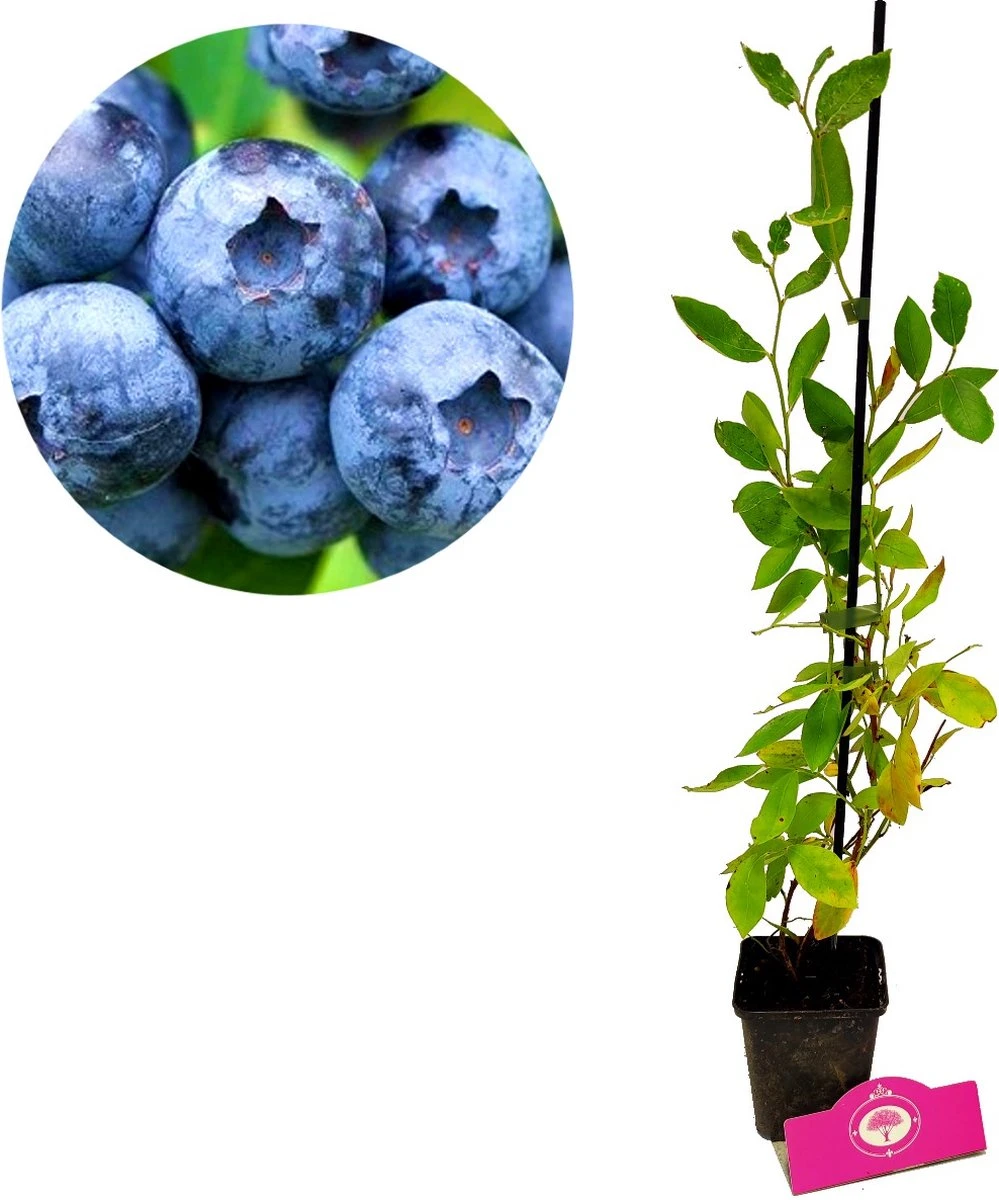Set Van 3 Blauwe Bessen - Vaccinium Corymbosum – Hoogte 30cm – 9cm Pot – Mix A - Afbeelding 2